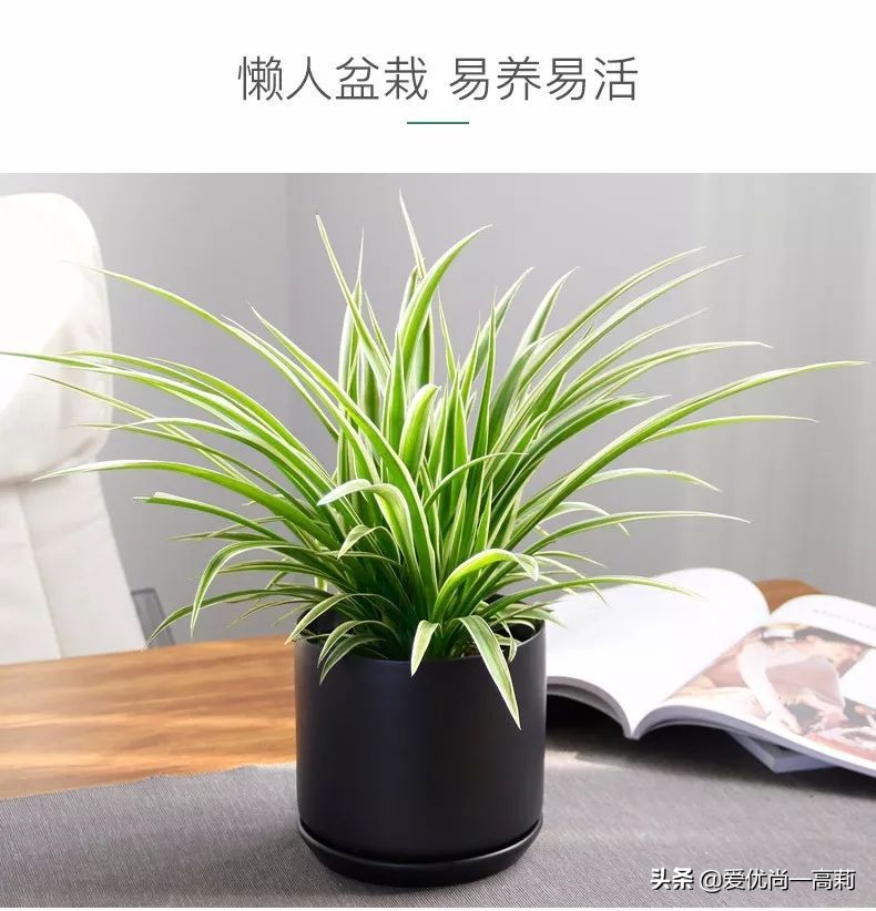 完美搭配,背阴阳台咱们也可以打造一个花园!