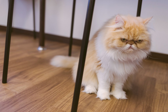 伏见稻荷大社怎么去清水寺,伏见稻荷大社到清水寺远吗