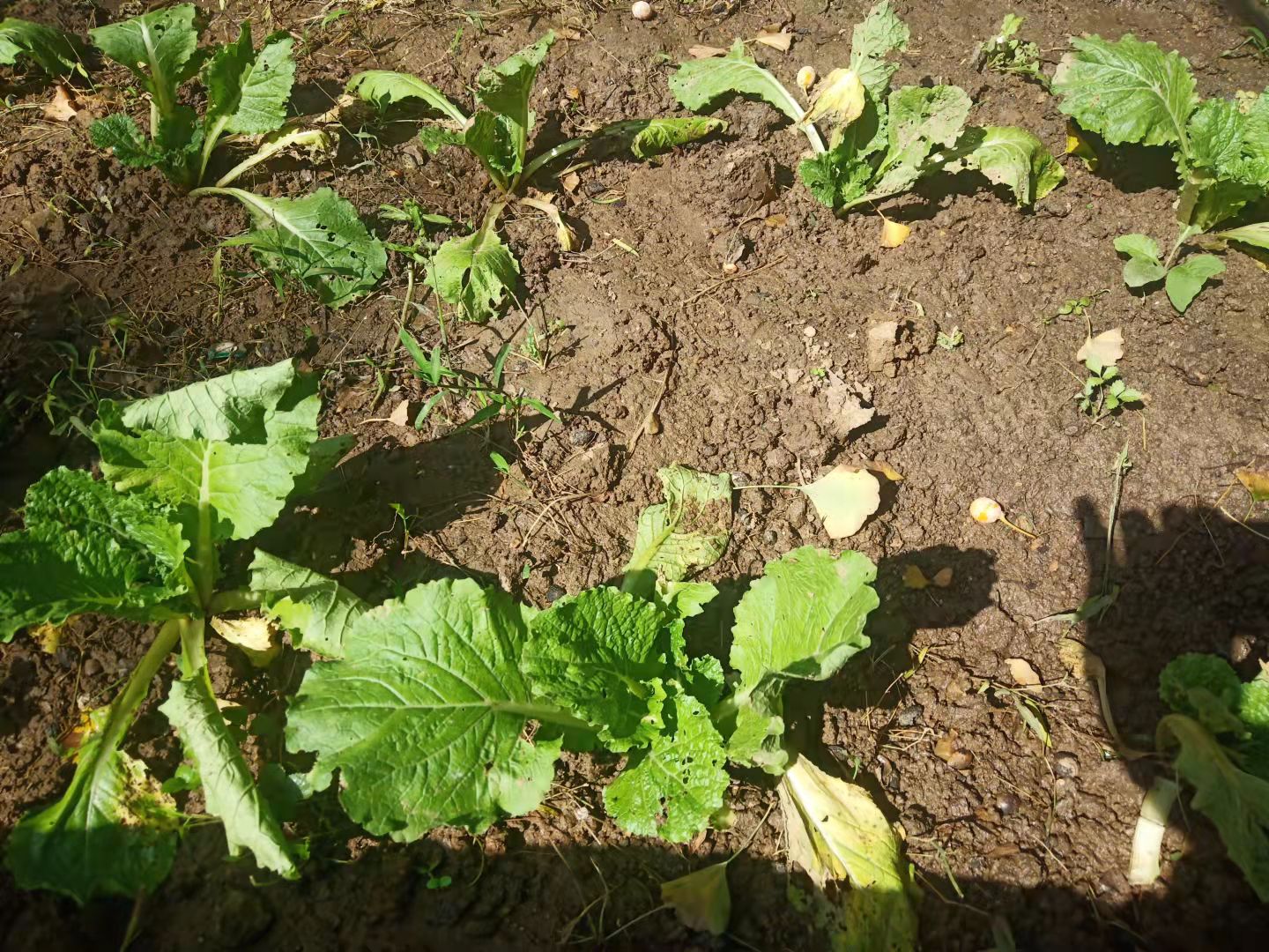 白菜生虫子,别动不动就施药,喷点家里不起眼的小东西也管用