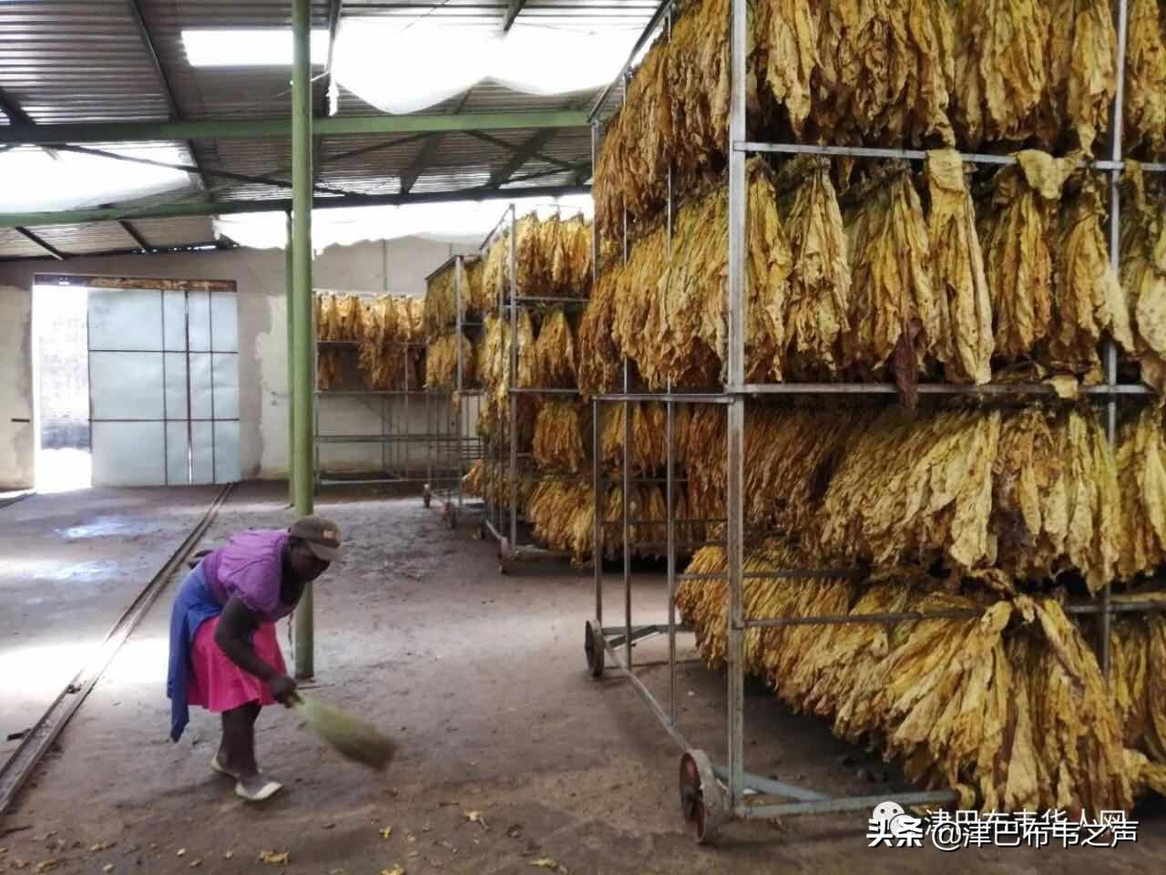 黄金叶每公斤2美元,烟农亏损严重,津巴2019*草烟**季怎么了?