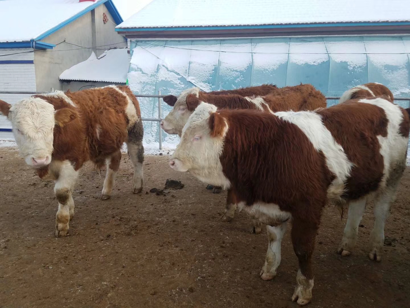 养牛南方到了冬天怎么办,牛舍冬天气温多少合适养牛