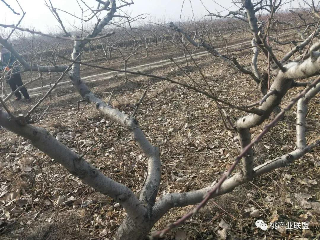 桃树长放修剪好、还是短截修剪好?