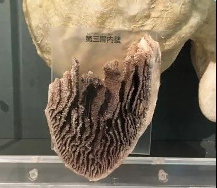 有四个胃哪个才是真正的胃,拥有四个胃其中哪个胃是真正的胃