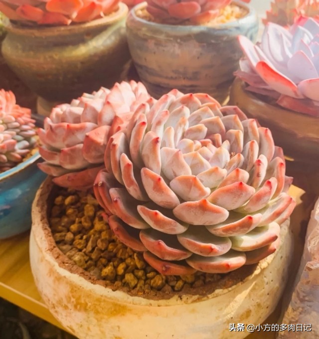多肉橙梦露与雪天使的区别,橙梦露星影和雪天使区别
