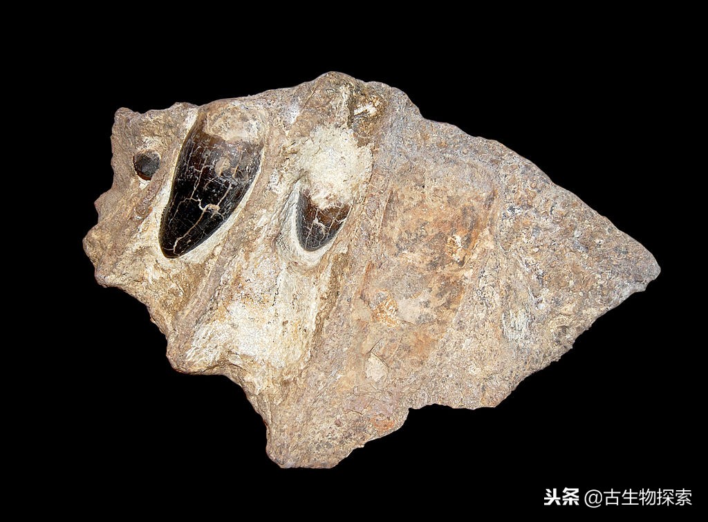 史前巨鳄陆地速度排行榜,史前巨鳄一排一排的从小到大