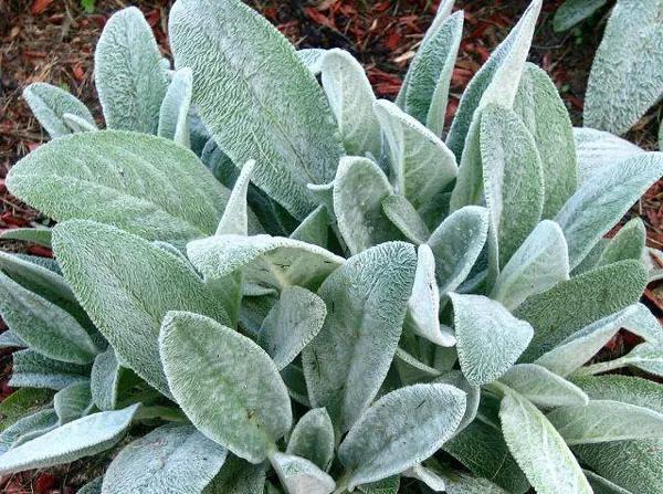 银白色的植物有哪些,草本类观赏植物