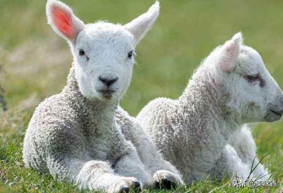 羊传染性拉稀和病毒性拉稀咋治,羊不拉稀吃了拉稀药会怎么样