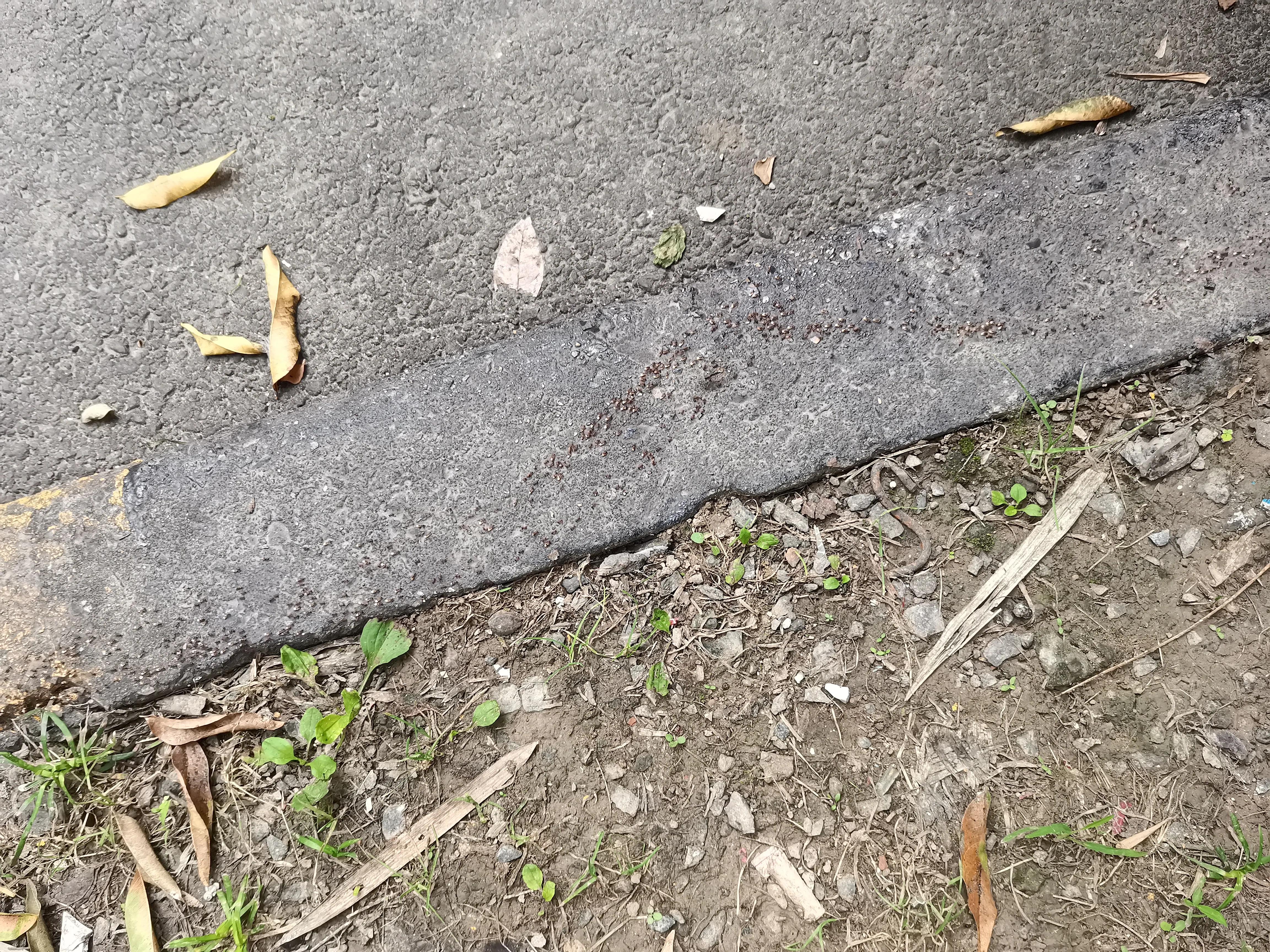 小蚂蚁搬家亲子运动,小蚂蚁搬家故事大全