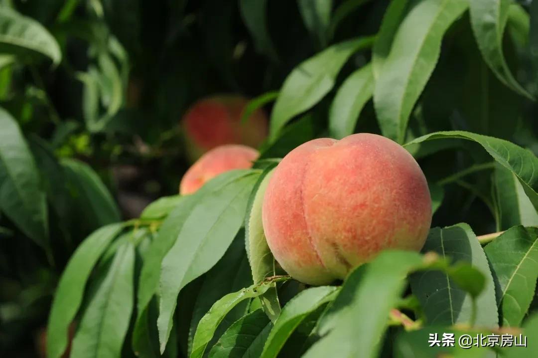 春天房山赏花的地方有哪些,房山赏花攻略