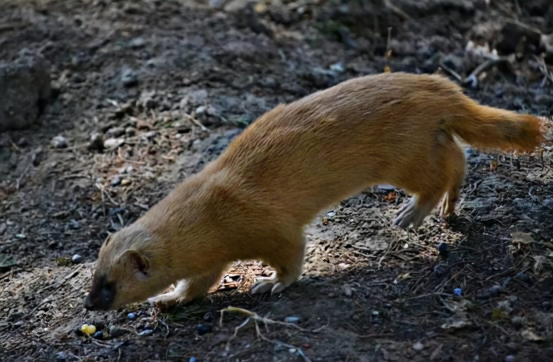 黄鼠狼讨封成精后怎么处理,黄鼠狼成精向人讨封怎么回答