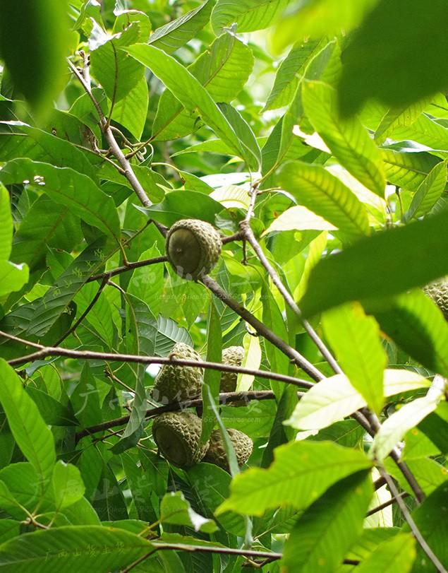 印度神油的主原料壮阳果,你知道它可以食用嘛