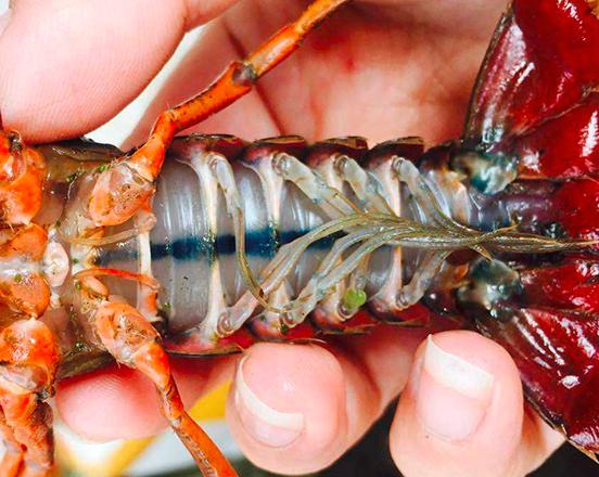 买小龙虾选中青还是小青,红壳青壳小龙虾
