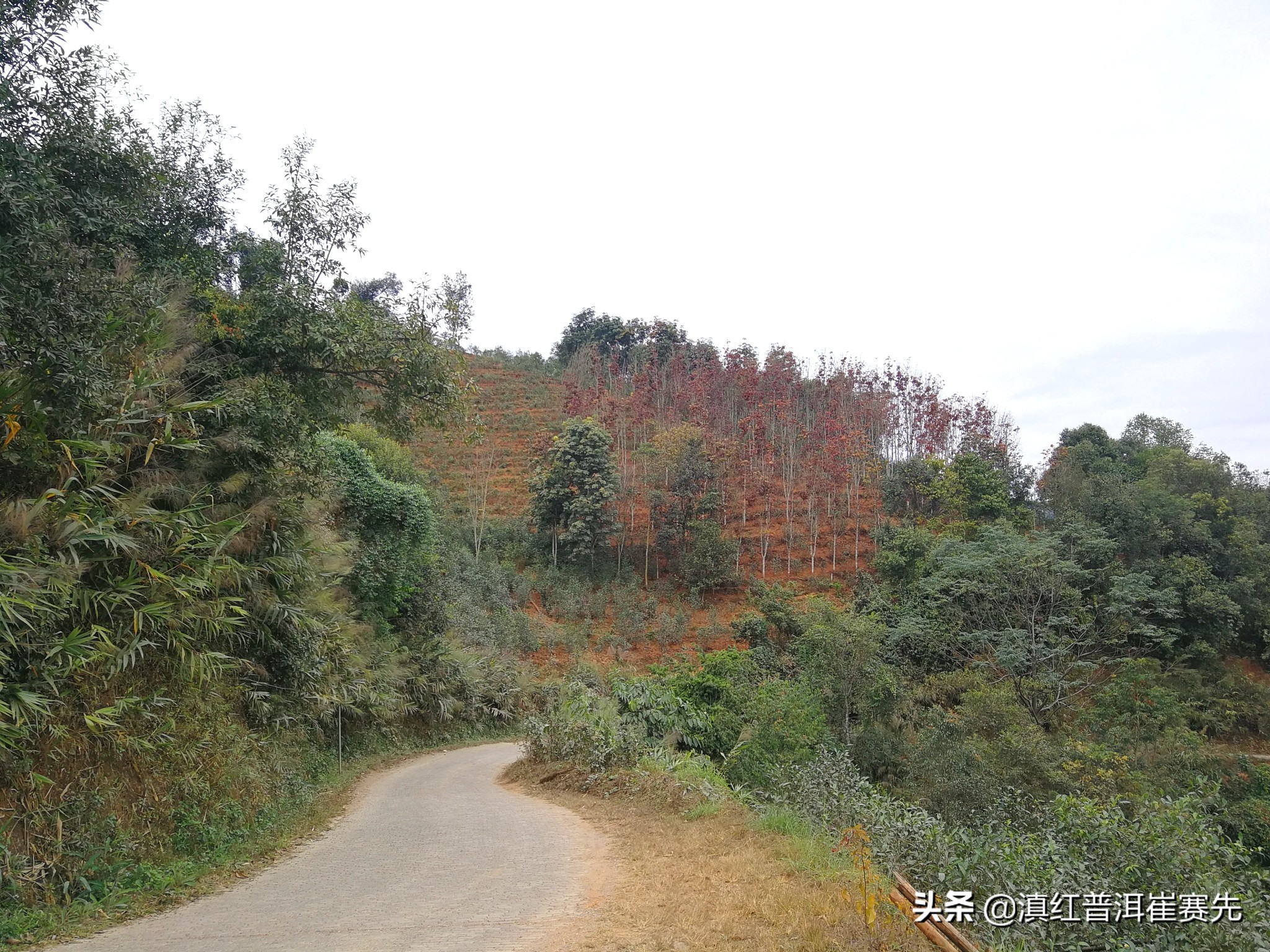 六大茶山号级普洱茶评测,昔归茶山行普洱茶
