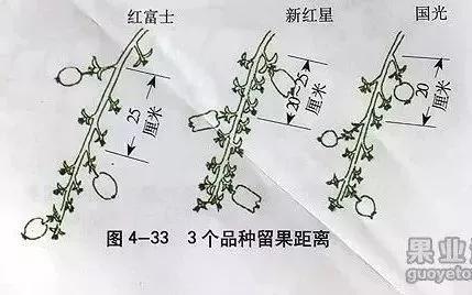苹果树傻瓜式修剪技术详解,桃树傻瓜式修剪技术