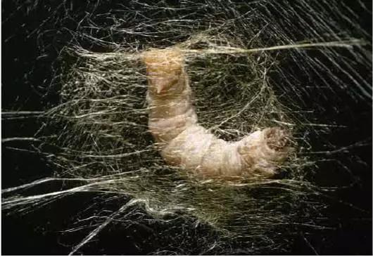 外科缝线知多少？这篇文章讲全了