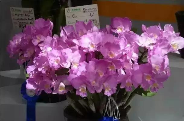 极品中的精品兰花,带你回忆天价兰花蕙兰篇