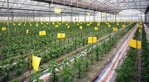 五种常见的杀虫剂介绍视频讲解,杀虫剂科学使用指南第2版