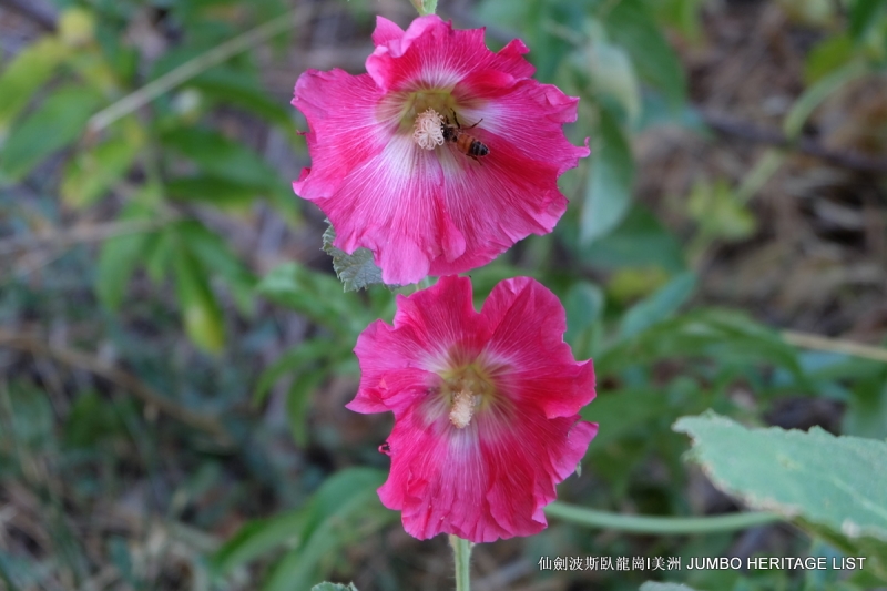 第3045回:人生一世草生一春,来如风雨去似微尘