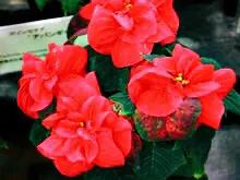 花大色艳的花卉,中国红花花卉大全