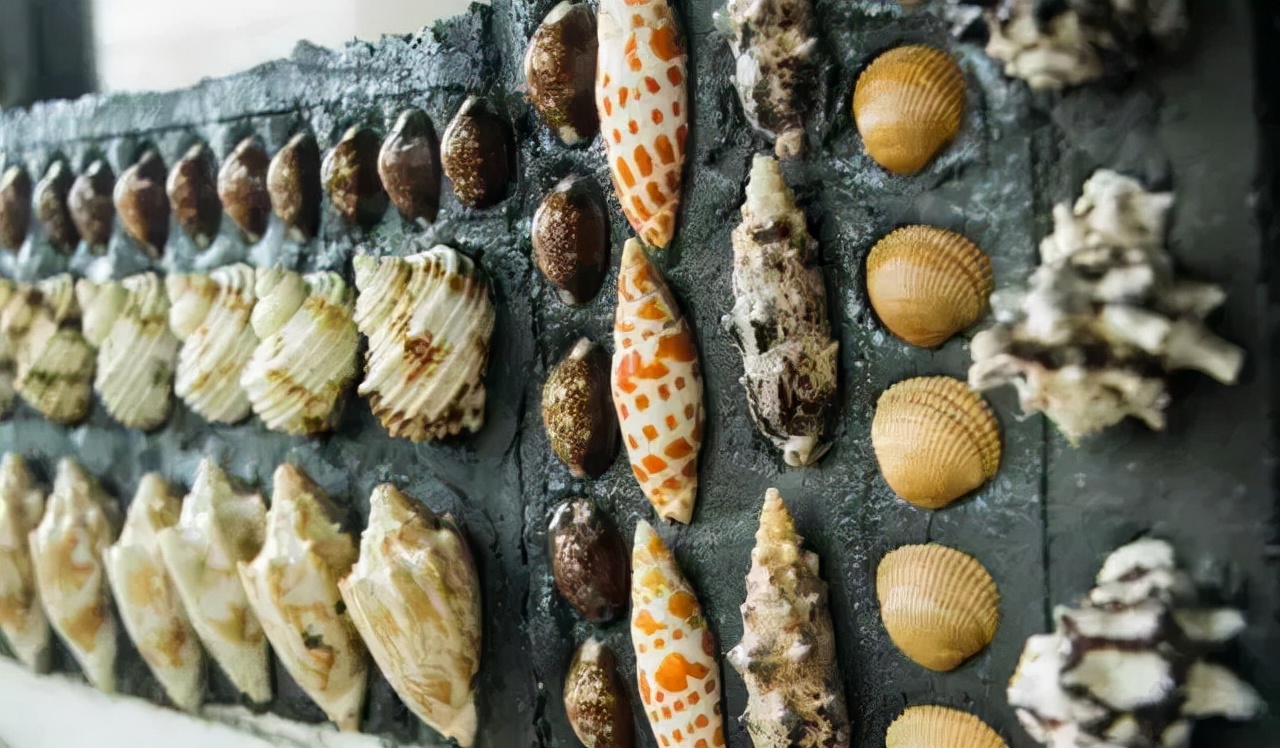 世界第一贝壳造房,中国第一贝壳楼