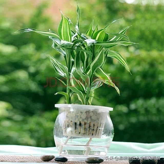 小植物该怎么养才好养活,养花新手都养不死的植物