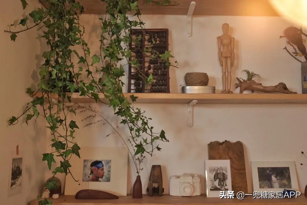 手残党绿植大全,给大家推荐几款超好养的绿植