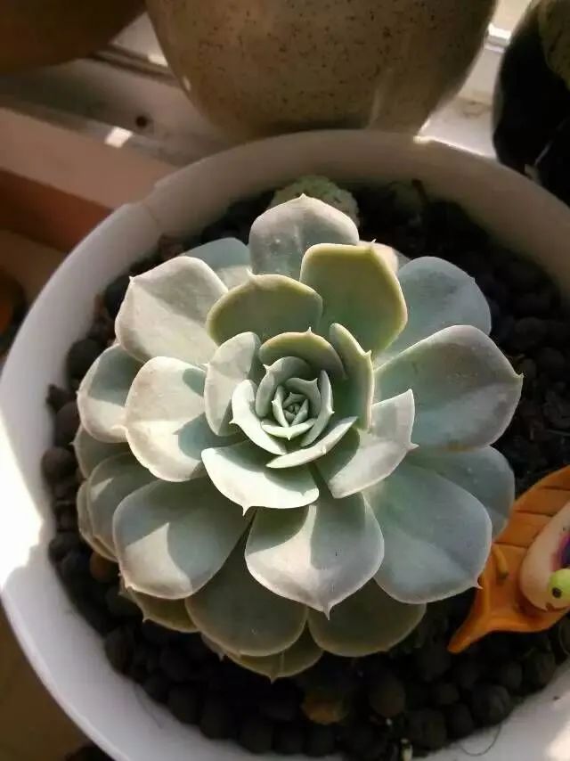 每一棵多肉都承载了一段时光,每一棵多肉都是独一无二