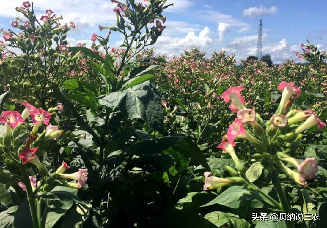 大葱育苗封草技术,烟苗苗床管理