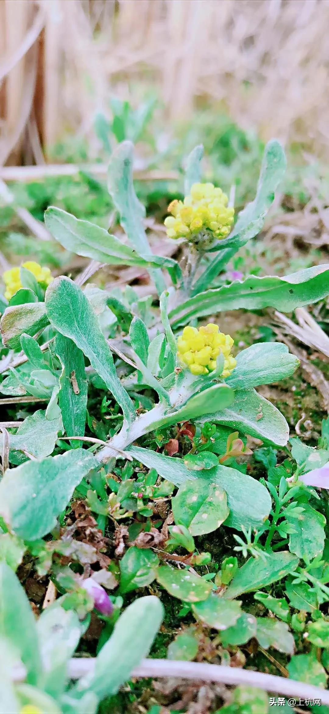 鼠曲草是野草吗,野生中药材鼠曲草