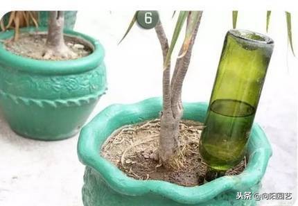 空酒瓶创意改造盆栽,室内盆栽植物专用瓶