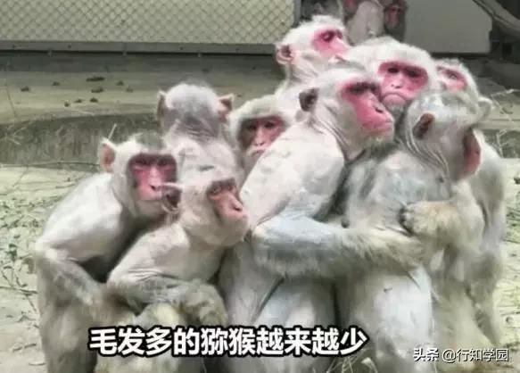 日本猕猴成功开启治疗头秃的大门,麻麻再也不用担心我的头发!