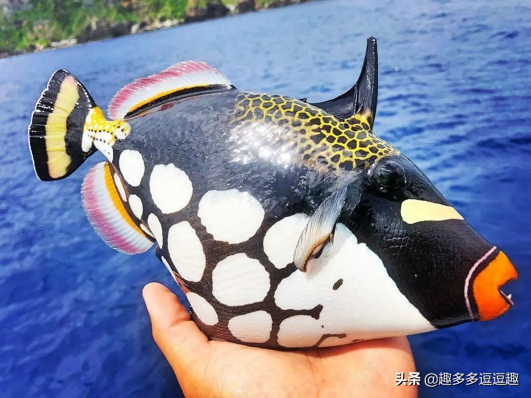 日本发现怪鱼,日本渔民岸边发现什么怪鱼了