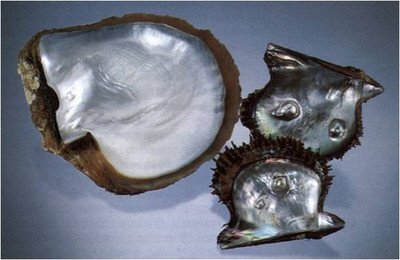 珍珠贝里真的能吃到珍珠吗?本地人告诉你:这是真的