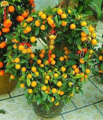 旺财旺宅小盆栽,最旺家的28种植物