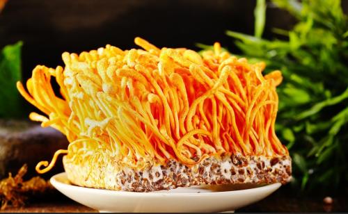 带你认识十种野草中药材,带你认识各种野菜