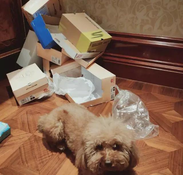 章子怡评李佳琦完整版,章子怡评价李佳琦完整版