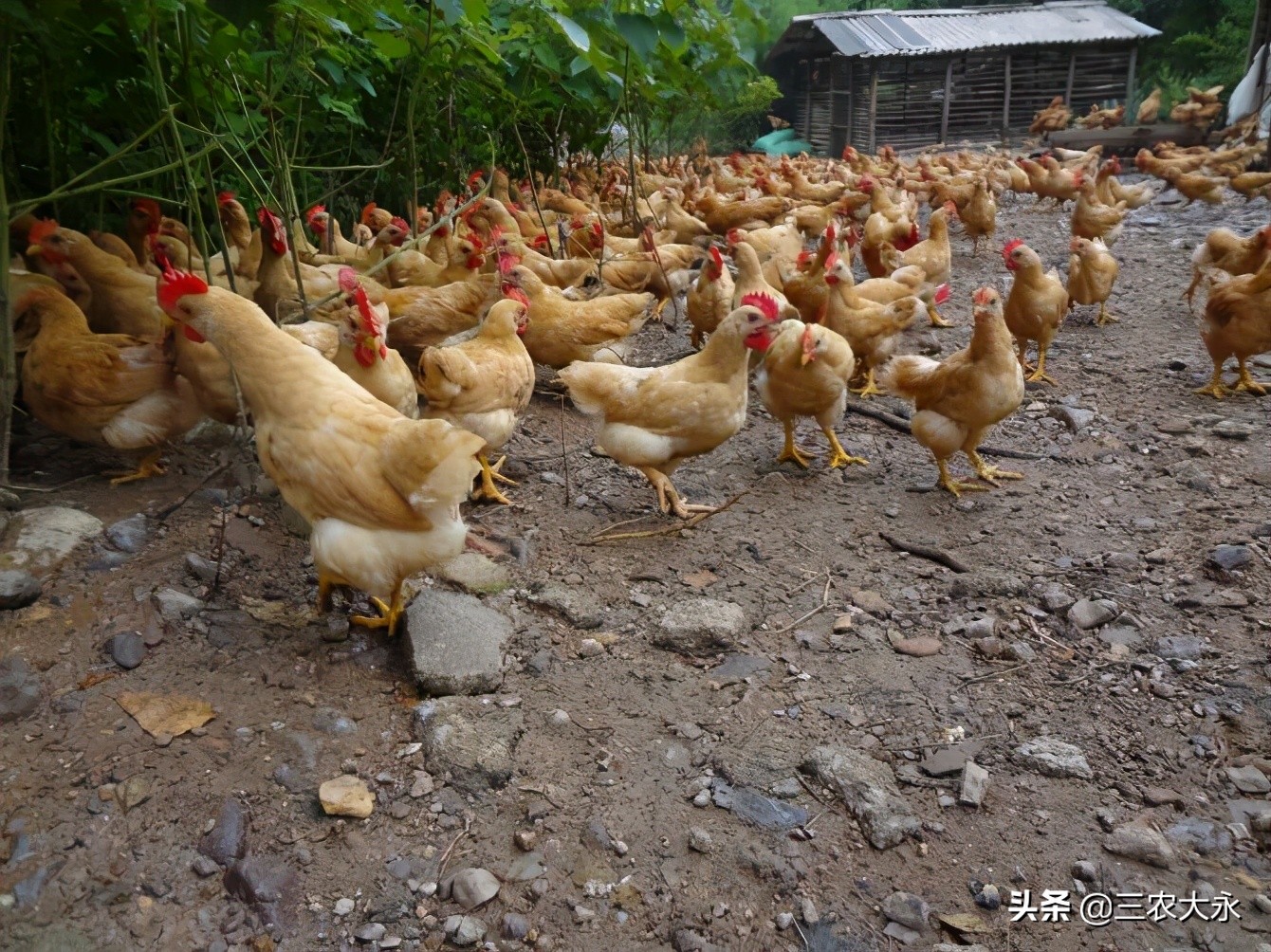 鸡张嘴呼吸最佳治疗方法,鸡喘气呼噜呼噜的是怎么回事