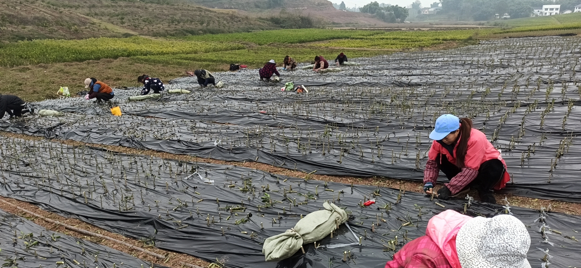 柑橘空中生根繁殖法,怎样繁殖柑橘幼苗