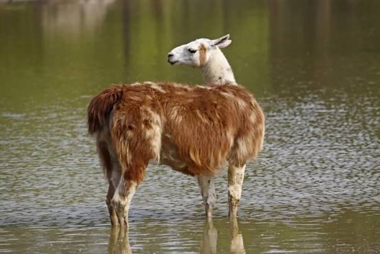 驼羊和羊驼我们不一样,驼羊和羊驼的区别视频