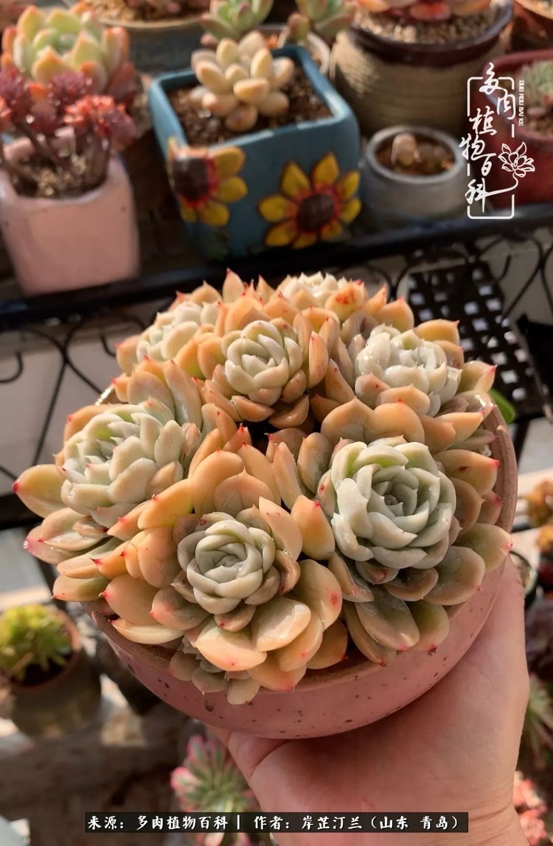 寒冷的冬季唯有多肉,冬日里的多肉宛如雪莲花