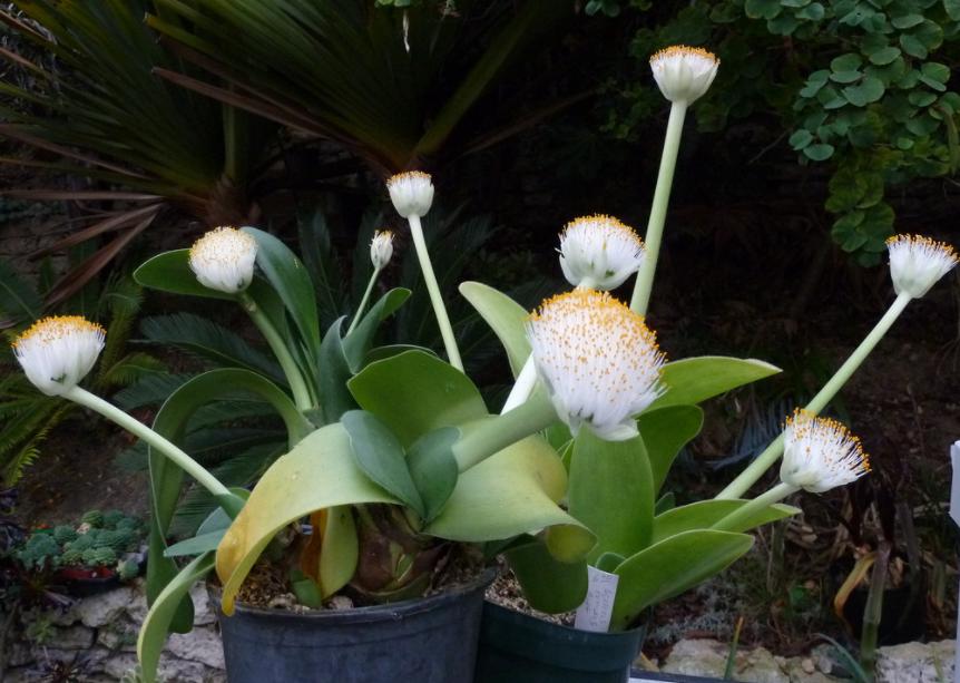 君子兰怎么养才能长得好还能开花,君子兰怎么养才能养得好看开花