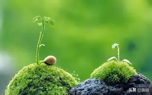 夏日的绿，苍翠而饱含诗意