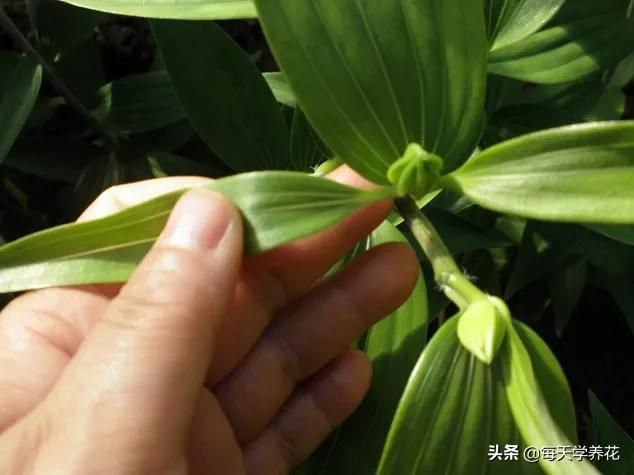 百合虫害的防治方法,百合病虫防治和管理