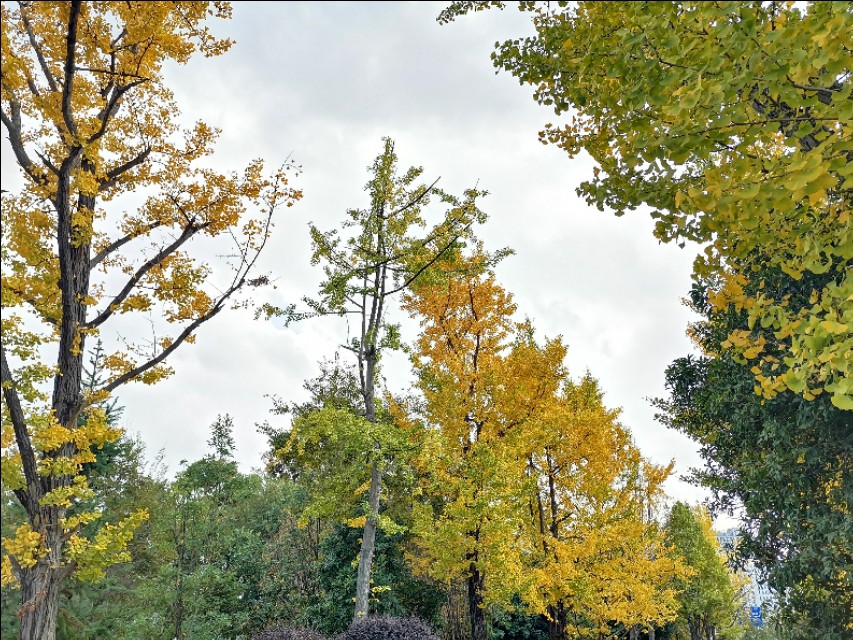 赏景听歌笑红尘,秋叶笑红尘赏析