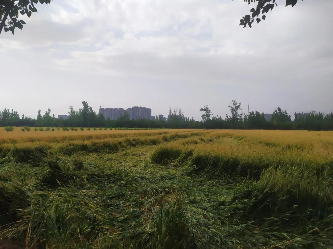 小麦扬花期倒伏能补救吗,河南省小麦倒伏最新消息