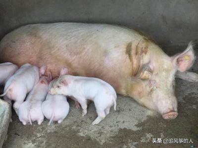 母猪产后死亡是什么原因引起的,母猪产后恶露不尽不吃食怎么办