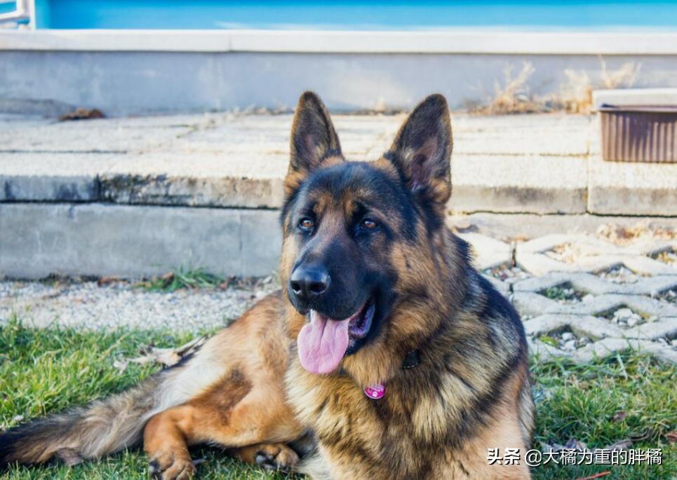 为什么养德牧的比罗威纳多很多,为什么养德牧的比较少