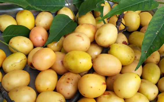 湖南人的酸枣,酸枣核是很多南方人的童年回忆