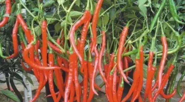 全世界辣椒排行榜前十,世界上十大辣椒排行榜