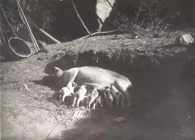 家常菜15道菜客家菜,客家菜太好吃了怎么形容